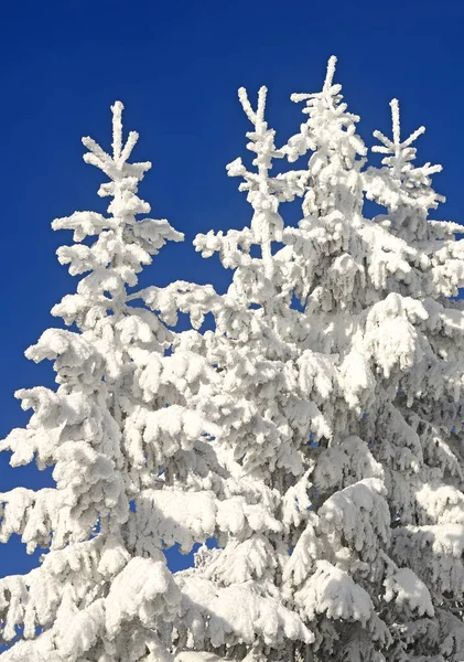 Tannen Unter Schnee Einer Winterlandschaft — Stockfoto