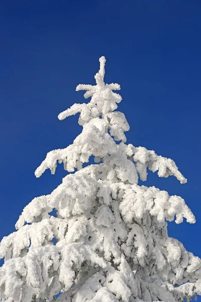 在一个冬天风景雪下的冷杉 — 图库照片