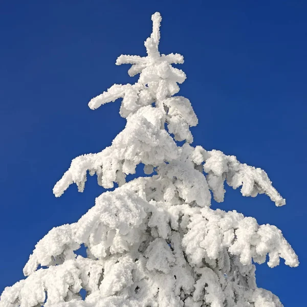 Ялинки Під Снігом Зимовому Пейзажі — стокове фото