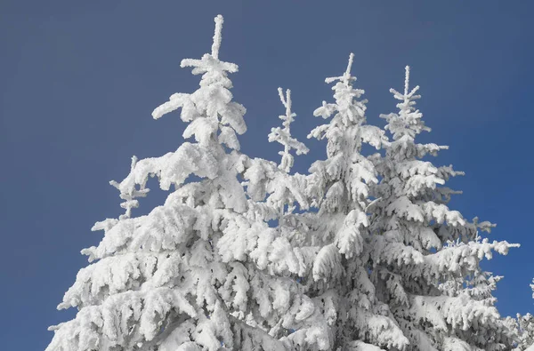 Firmes Abaixo Neve Uma Paisagem Inverno — Fotografia de Stock