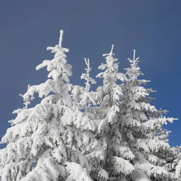 Firmes Abaixo Neve Uma Paisagem Inverno — Fotografia de Stock