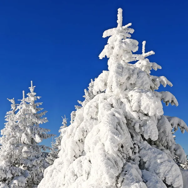 Invierno Una Ladera Paisaje Montaña — Foto de Stock