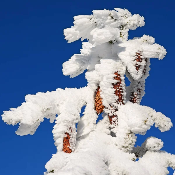 Firmes Abaixo Neve Uma Paisagem Inverno — Fotografia de Stock