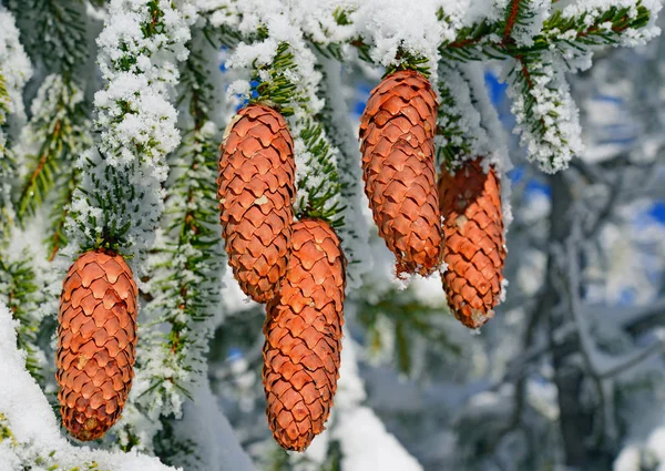 Los Abetos Bajo Nieve Paisaje Invernal — Foto de Stock