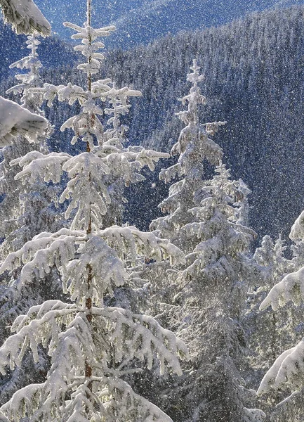 Firmes Abaixo Neve Uma Paisagem Inverno — Fotografia de Stock