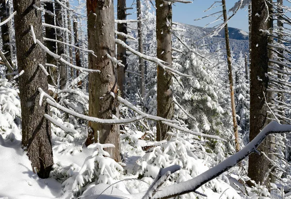 Inverno Nel Bosco Paesaggio Luminoso — Foto Stock