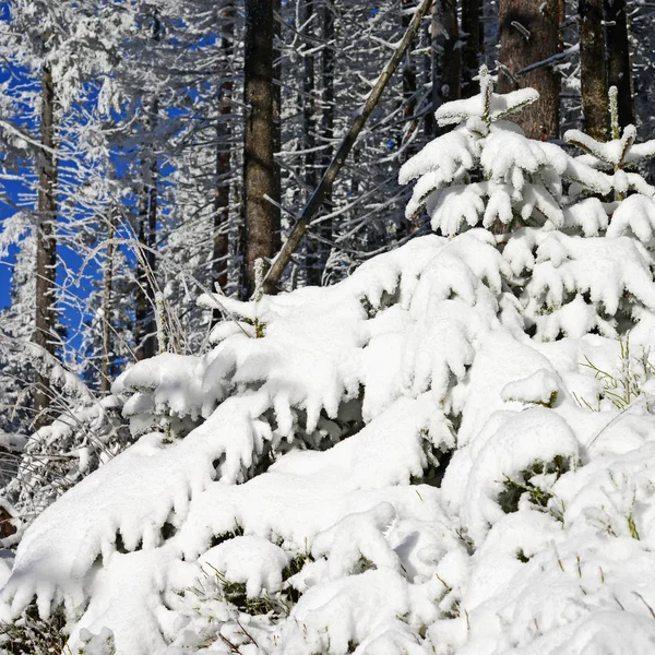 Erdőben Egy Világos Táj Téli — Stock Fotó
