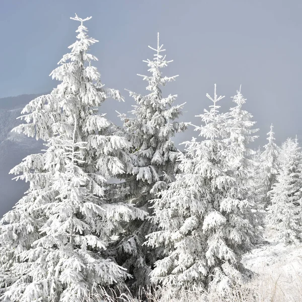 Sparren Onder Sneeuw Een Winterlandschap — Stockfoto