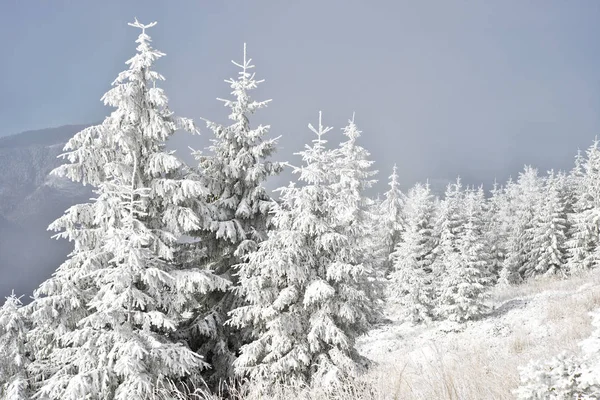 Firmes Abaixo Neve Uma Paisagem Inverno — Fotografia de Stock