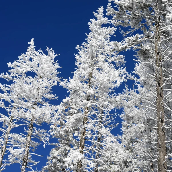 Jodły Śniegu Pejzażu Zimowym — Zdjęcie stockowe