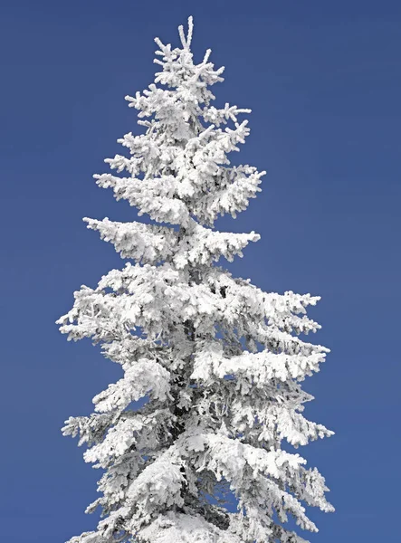 在一个冬天风景雪下的冷杉 — 图库照片