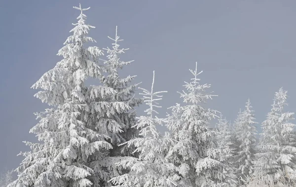 Los Abetos Bajo Nieve Paisaje Invernal — Foto de Stock