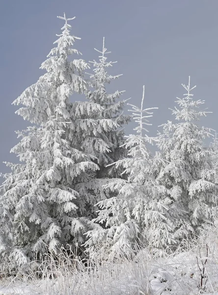 Sparren Onder Sneeuw Een Winterlandschap — Stockfoto