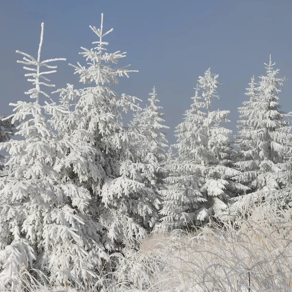 Sparren Onder Sneeuw Een Winterlandschap — Stockfoto