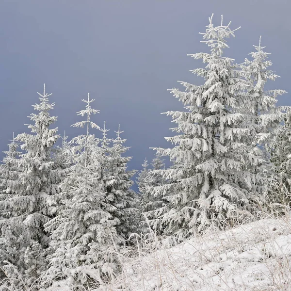 Sparren Onder Sneeuw Een Winterlandschap — Stockfoto