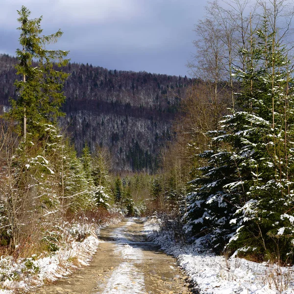 Beautiful Landscape Fir Trees Winter Mountains — Foto de Stock