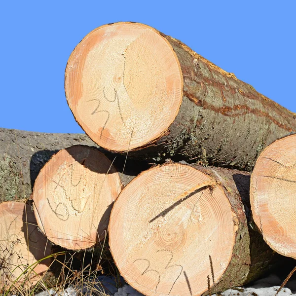 Preparation Wood Warehousing Industrial Landscape — Stock Photo, Image