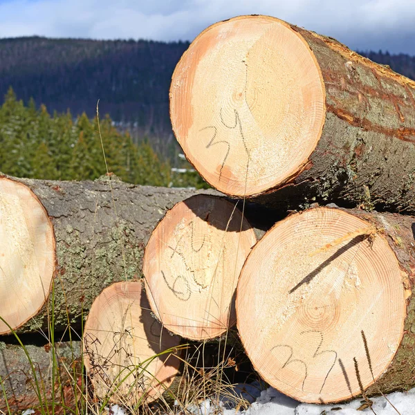 Préparation Entreposage Bois Dans Paysage Industriel — Photo