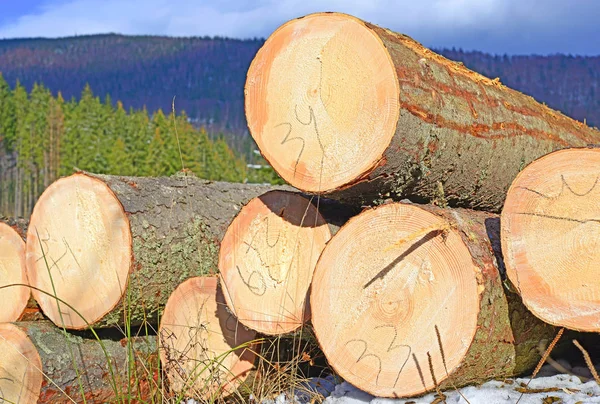 Przygotowania Składowania Drewna Przemysłowym Krajobrazie — Zdjęcie stockowe