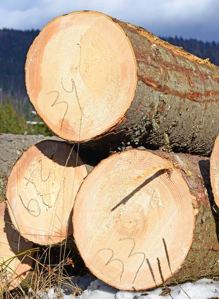 Preparation Wood Warehousing Industrial Landscape — Stock Photo, Image