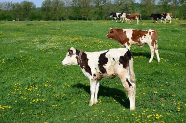 bir yaz mera derisindeki