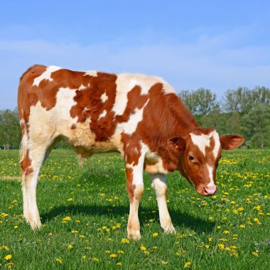 bir yaz mera derisindeki