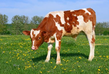 bir yaz mera derisindeki