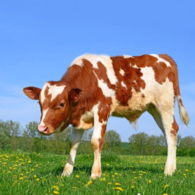 bir yaz mera derisindeki