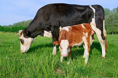 Yaz mera üzerinde anne yanında buzağı