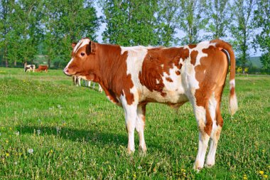 bir yaz mera derisindeki