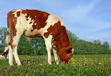 bir yaz mera derisindeki