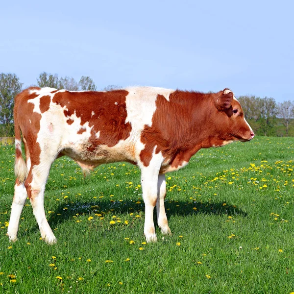 Ternero Pasto Verano — Foto de Stock