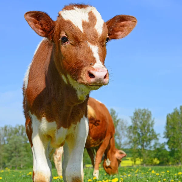 Calf Summer Pasture — Stock Photo, Image