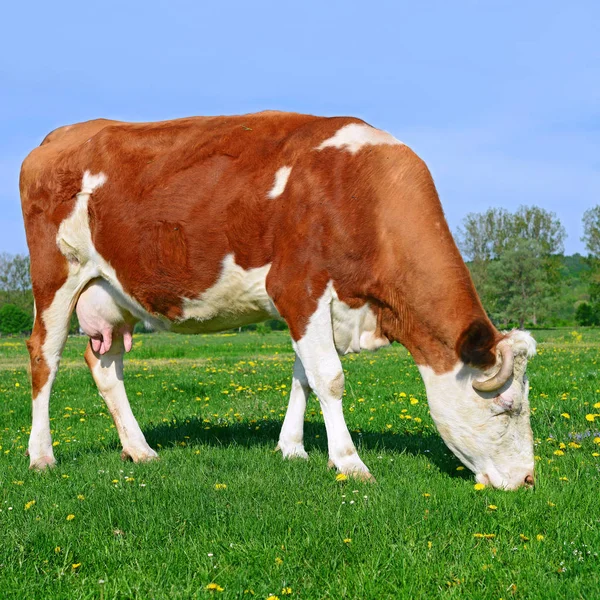 Cute Cow Summer Meadow — Stok fotoğraf