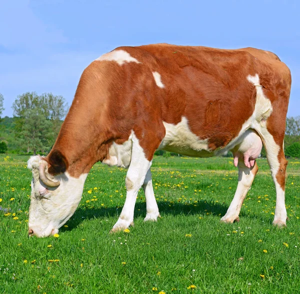 Cute Cow Summer Meadow — 스톡 사진