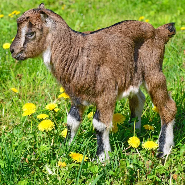 Enfant Dans Pâturage Été — Photo