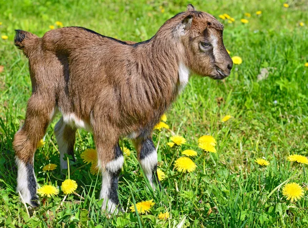 Kid Een Weiland Zomer — Stockfoto