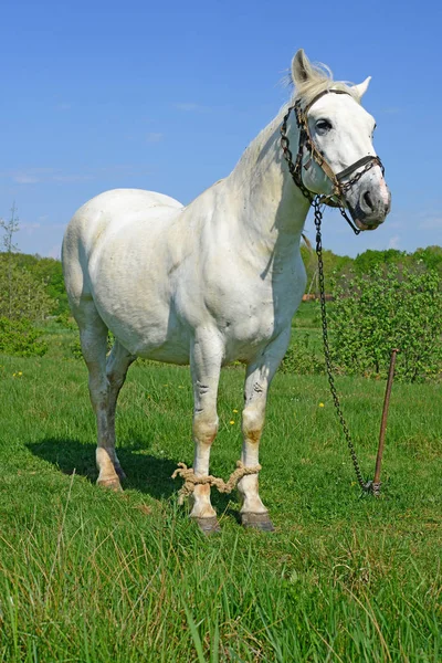 Caballo Pastizal Verano — Foto de Stock