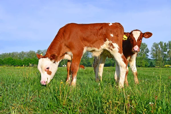 Kälber Auf Einer Sommerweide — Stockfoto