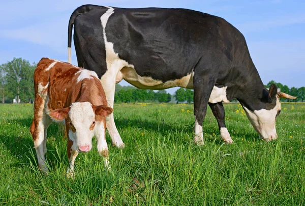 Borjú Közelében Anya Nyári Legelőn — Stock Fotó