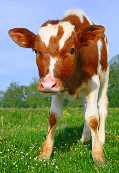 Het Kalf Een Zomer Weiland — Stockfoto