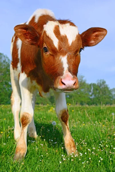 Nyári Legelőn Borjú — Stock Fotó