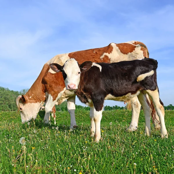 Het Kalf Buurt Van Moeder Een Zomer Weiland — Stockfoto