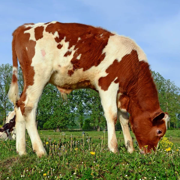 Ternero Pasto Verano — Foto de Stock