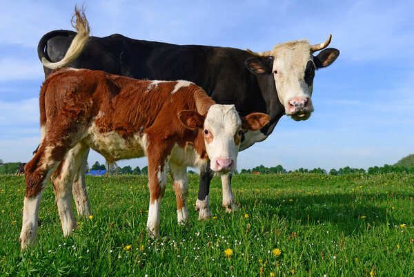 The calf near mother on a summer pasture