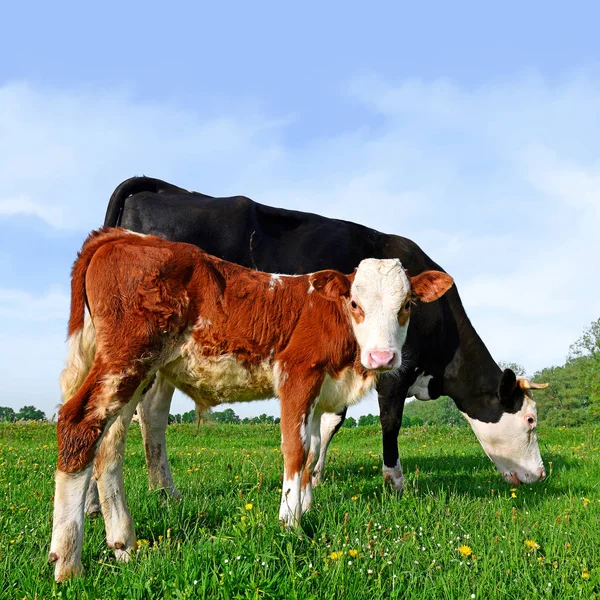 Calf Mother Summer Pasture — Stock Photo, Image