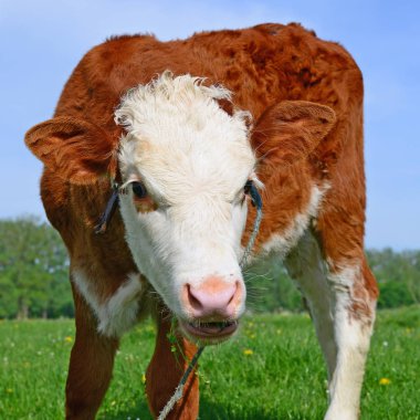 bir yaz mera derisindeki