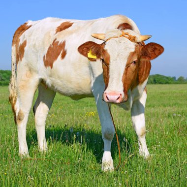 bir yaz mera derisindeki