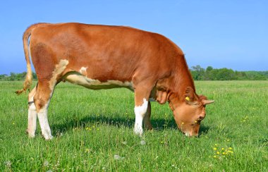 bir yaz mera derisindeki