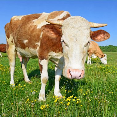 Yaz otlağında inekler